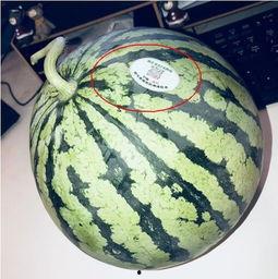 网红瓜妈吃瓜,揭秘网红圈那些不为人知的幕后故事